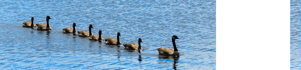 Flock Leadership